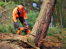 Best Tree Disease Treatment  in Pea Ridge, WV