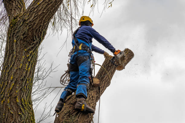 Best Stump Grinding and Removal  in Pea Ridge, WV