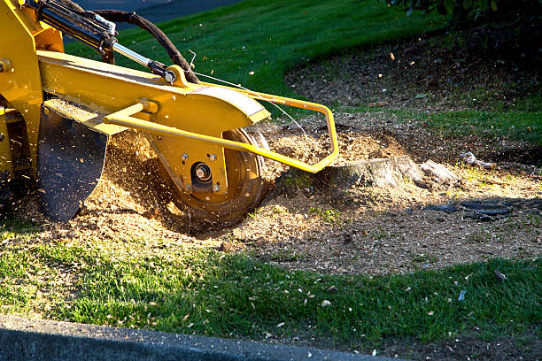 Best Hedge Trimming  in Pea Ridge, WV