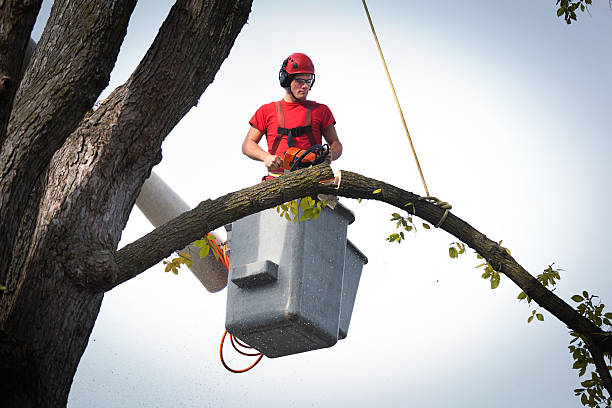 Best Palm Tree Trimming  in Pea Ridge, WV